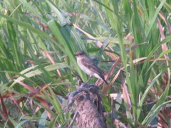 Syrtidicola fluviatilis