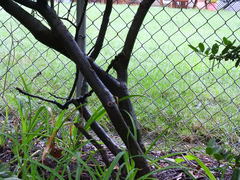 Magnoliopsida