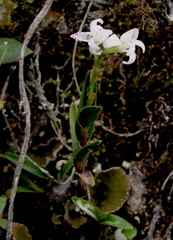 Epidendrum fimbriatum