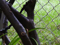Magnoliopsida