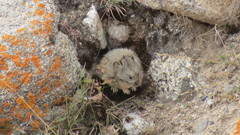Ochotona cansus