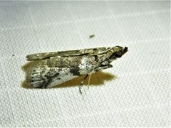 Acrobasis vaccinii