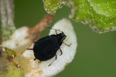 Aphis fabae solanella