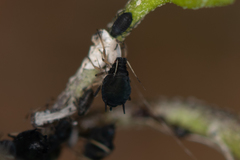 Aphis fabae solanella