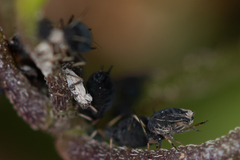 Aphis fabae solanella