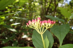 Viburnum urceolatum