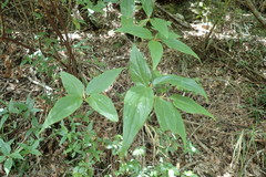 Viburnum urceolatum