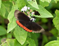 Biblis hyperia nectanabis