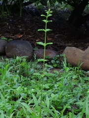 Ligustrum sinense