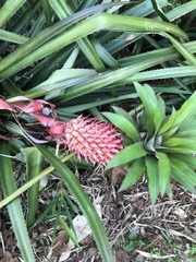 Ananas comosus bracteatus