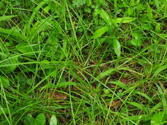 Cyperaceae
