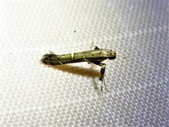 Caloptilia triadicae