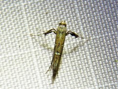 Caloptilia triadicae