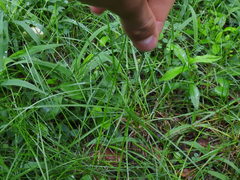 Cyperaceae