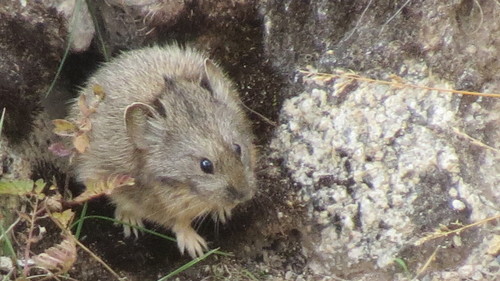 Gansu Pika (Ochotona cansus) — Least Concern Mammalia