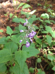 Salvia urticifolia