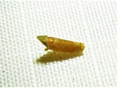 Scaphytopius argutus