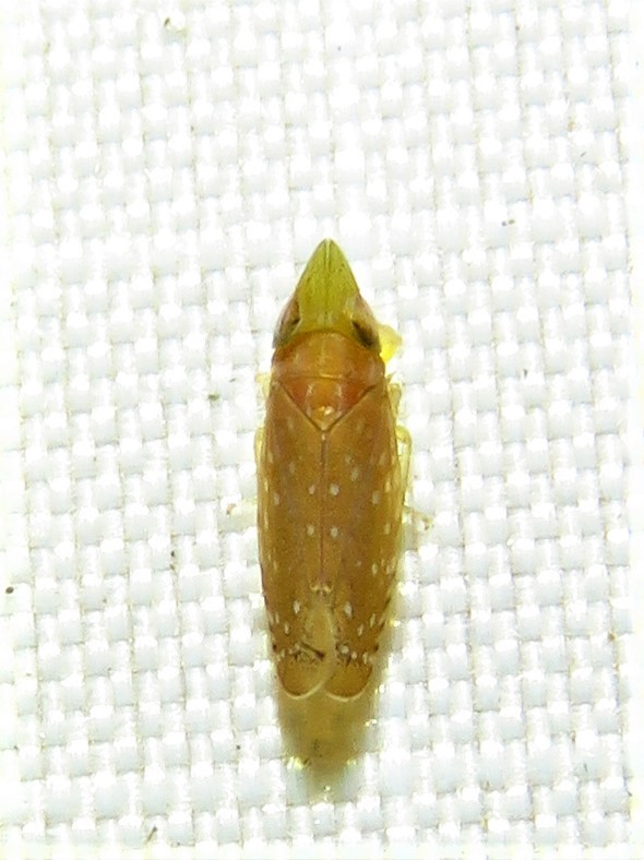 Scaphytopius argutus