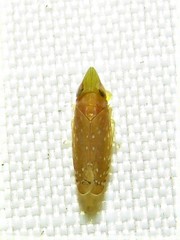 Scaphytopius argutus