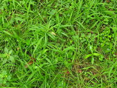 Cyperaceae