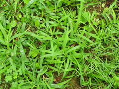 Leersia virginica