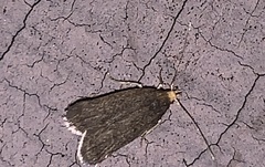 Loxostegopsis merrickalis