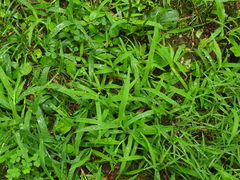 Leersia virginica