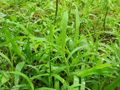 Leersia virginica