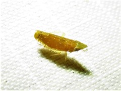 Scaphytopius argutus