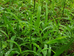 Leersia virginica