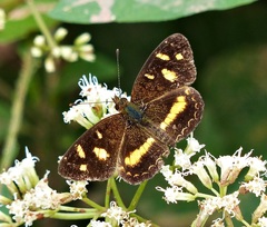 Telenassa berenice
