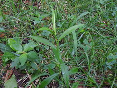Symphyotrichum