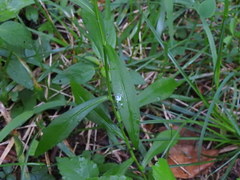 Symphyotrichum