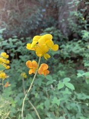 Argyrolobium tomentosum