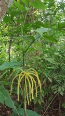 Chamaedorea pinnatifrons