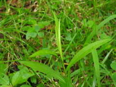 Symphyotrichum
