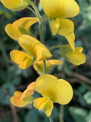 Argyrolobium tomentosum