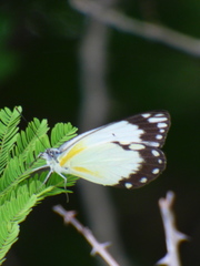 Belenois creona creona