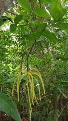 Chamaedorea pinnatifrons