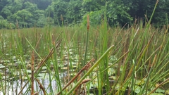 Eleocharis interstincta