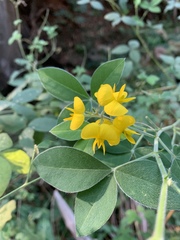 Argyrolobium tomentosum