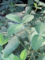 Argyrolobium tomentosum