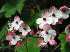 Begonia acerifolia