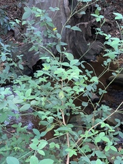 Argyrolobium tomentosum