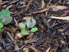 Ajuga reptans