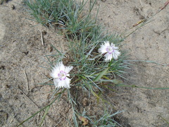 Dianthus plumarius