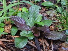 Ajuga reptans