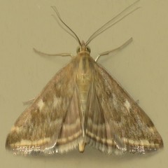 Loxostege sticticalis