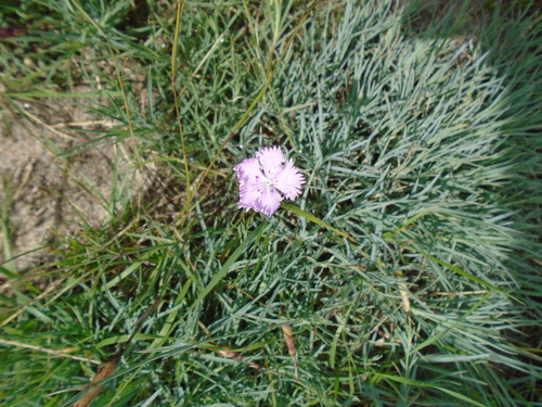 Image of Dianthus plumarius by (c) Logan Burden, some rights reserved (CC BY-SA)