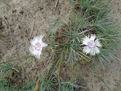 Dianthus plumarius